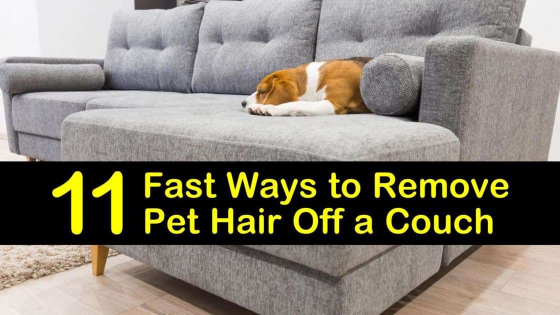 11 Fast Ways to Remove Pet Hair Off a Couch