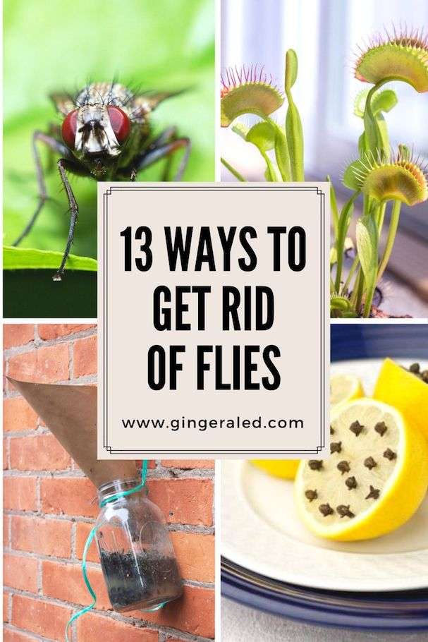 13 Ways to Get Rid of Flies