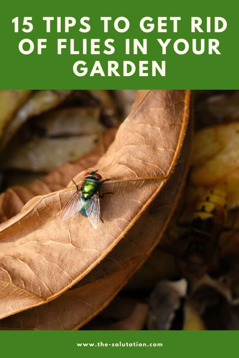15 Tips to Get Rid of Flies in Your Garden