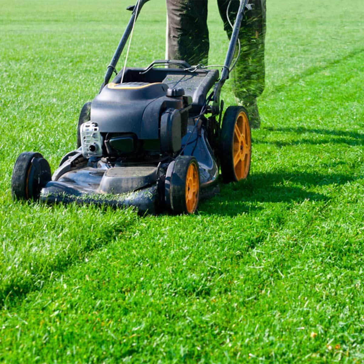 18 Things You Should Never Do To Your Lawn