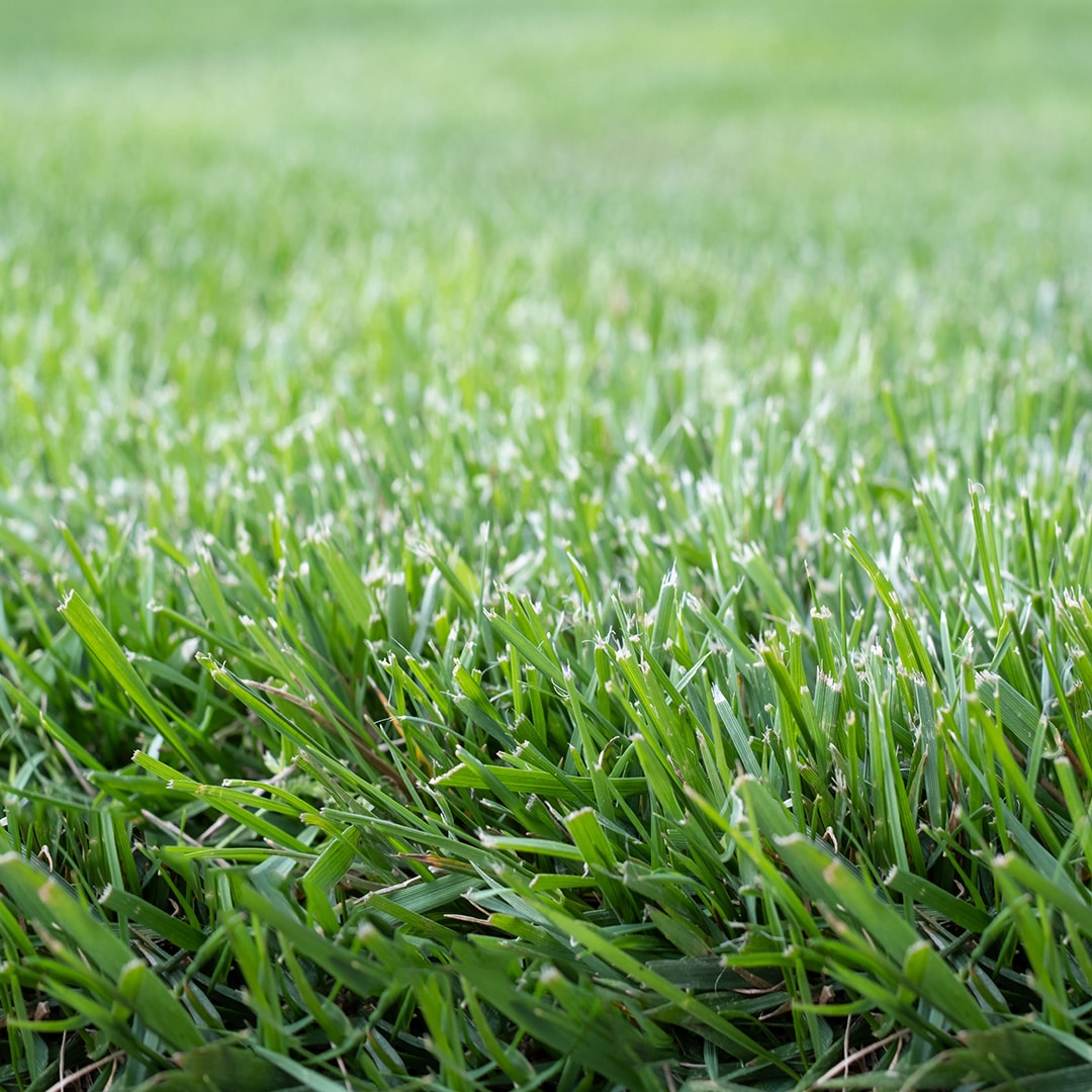 2021 Lawn Fertilizing Schedule