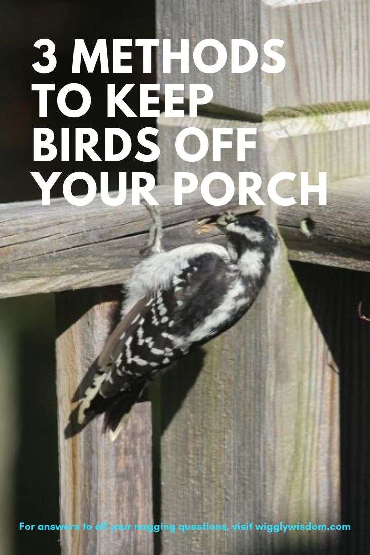 3 Effective Methods to Keep Birds Off of Your Porch in ...