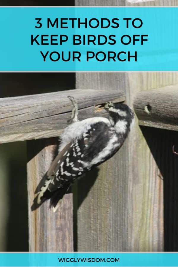 3 Effective Methods to Keep Birds Off of Your Porch