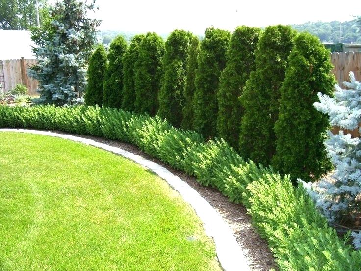 3 Gorgeous Trees for Privacy