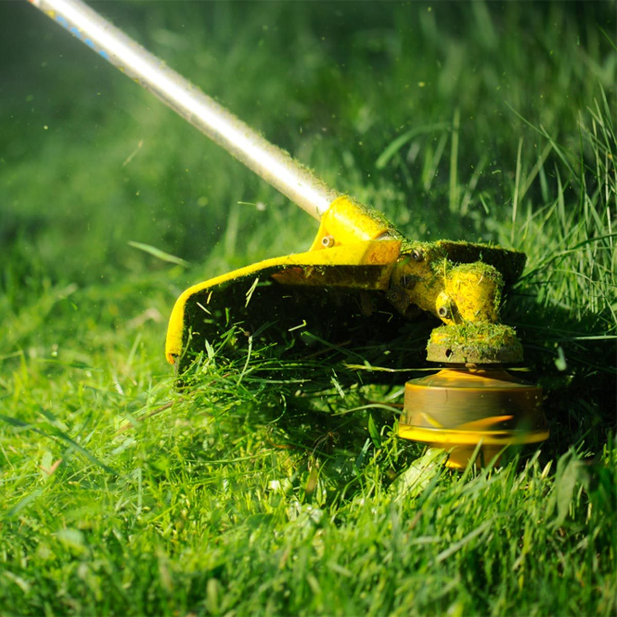 31 Tips for Achieving a Lush Lawn This Season  The Family Handyman