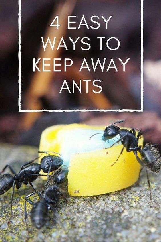 4 easy ways to keep away ants