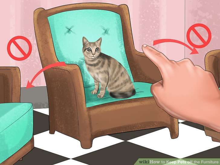 4 Ways to Keep Pets off the Furniture