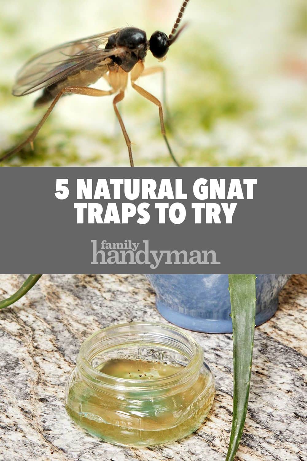 5 Natural Gnat Traps to Try