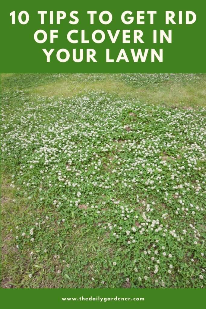 5 Natural Ways to Get Rid of Clover in Your Lawn