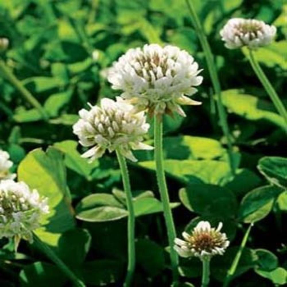 5LBS White Dutch Clover, Blooming clover is often used as an ...