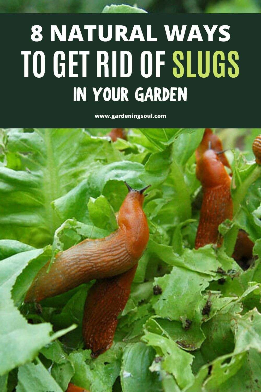 8 Natural Ways To Get Rid of Slugs In Your Garden in 2020 ...
