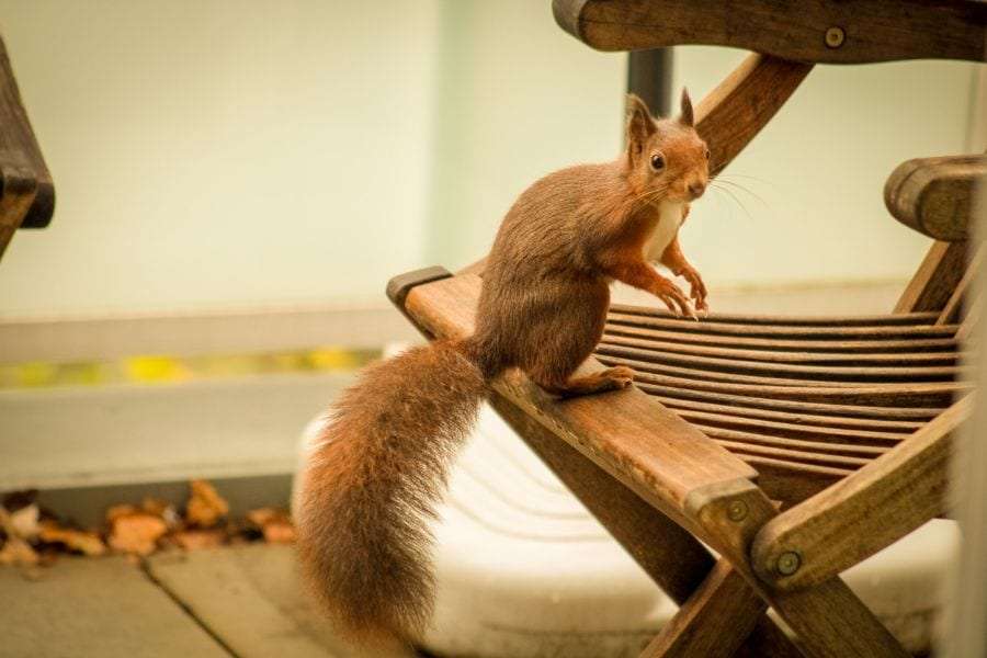 9 Ways to Keep Squirrels From Chewing on Patio Furniture ...