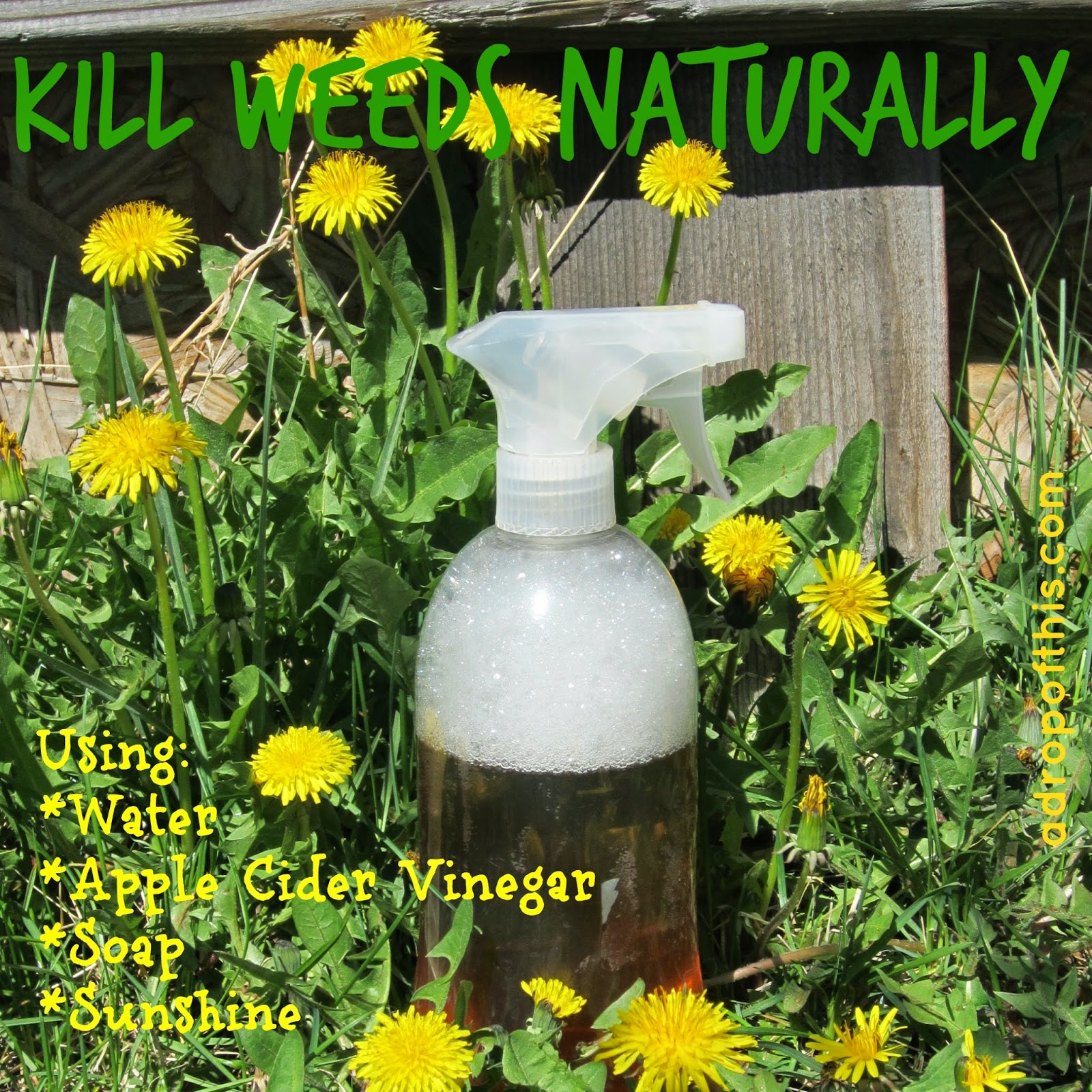 A Drop of This: Kill Weeds *Naturally*