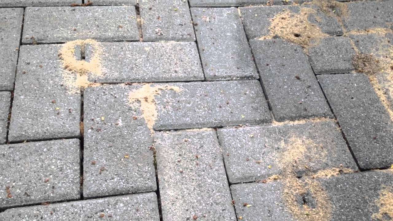 Ants infest paver bricks in Manalapan, NJ