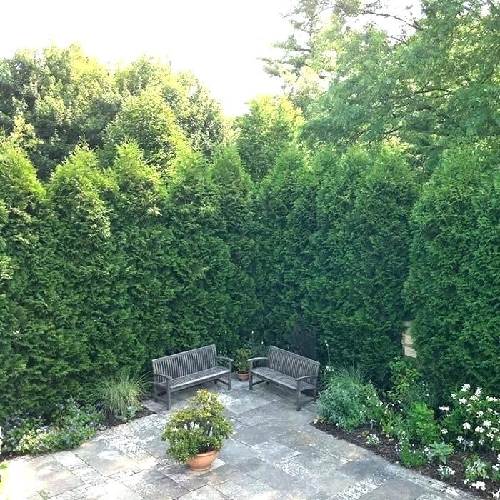 best privacy trees for small backyard best privacy trees for backyard ...