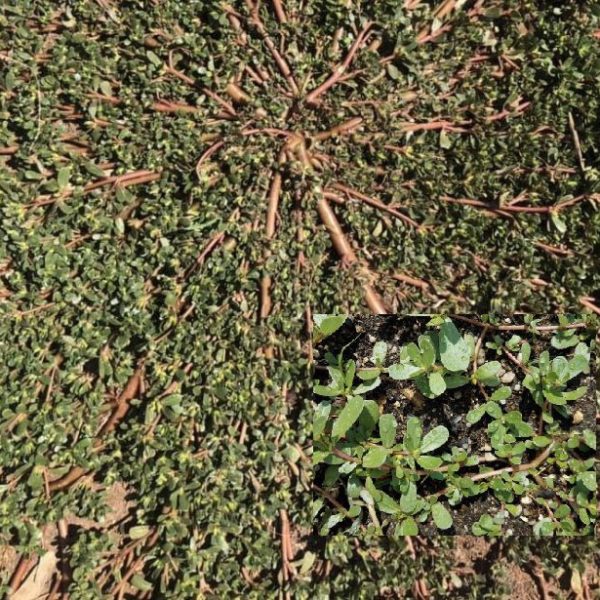 Broadleaf and Grassy Weed Identification