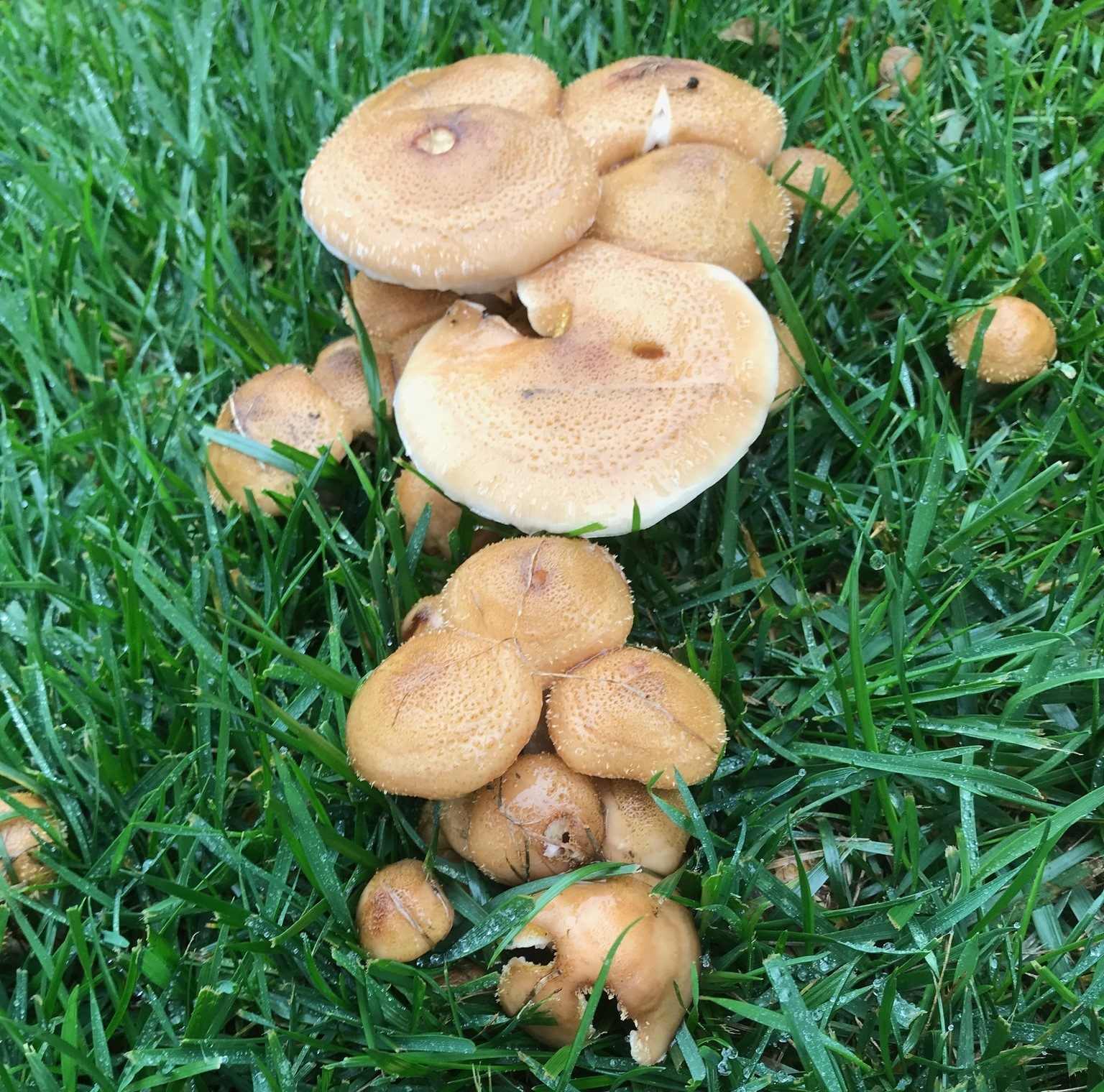 Can I Eat The Mushrooms In My Yard : Poisonous Mushrooms To Pets Pet ...