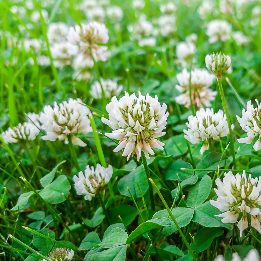 Clover in Your Lawn: Is it Lucky or Not?