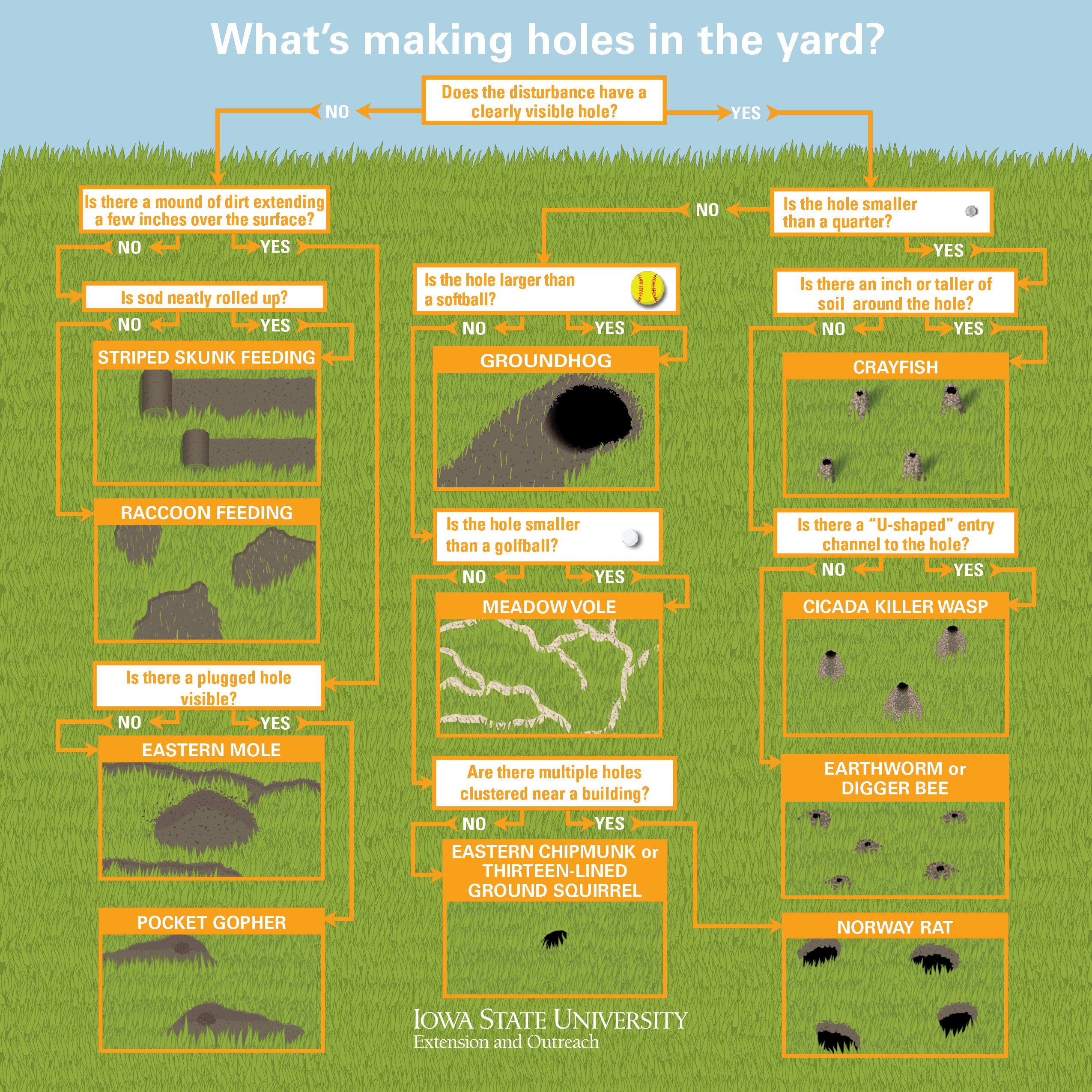 Diagnosing Holes in the Yard