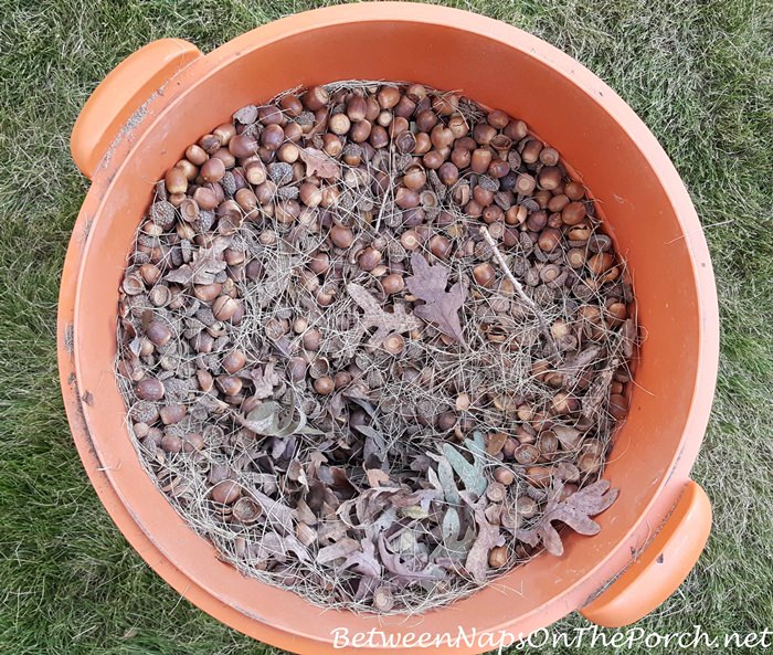 Easy, Fast Way To Remove Acorns From Your Lawn &  Grass