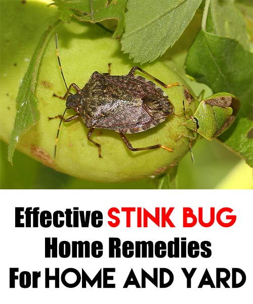 Effective Stink Bug Home Remedies For Home and Yard