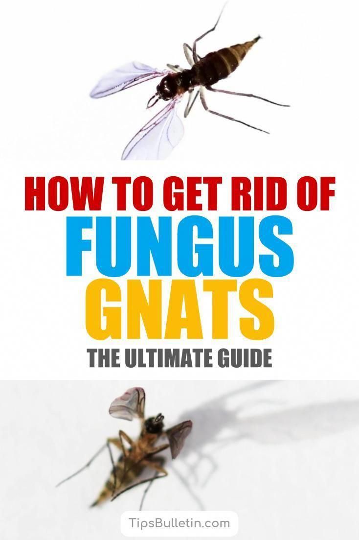 Find out how to get rid of fungus gnats safely with these home remedies ...