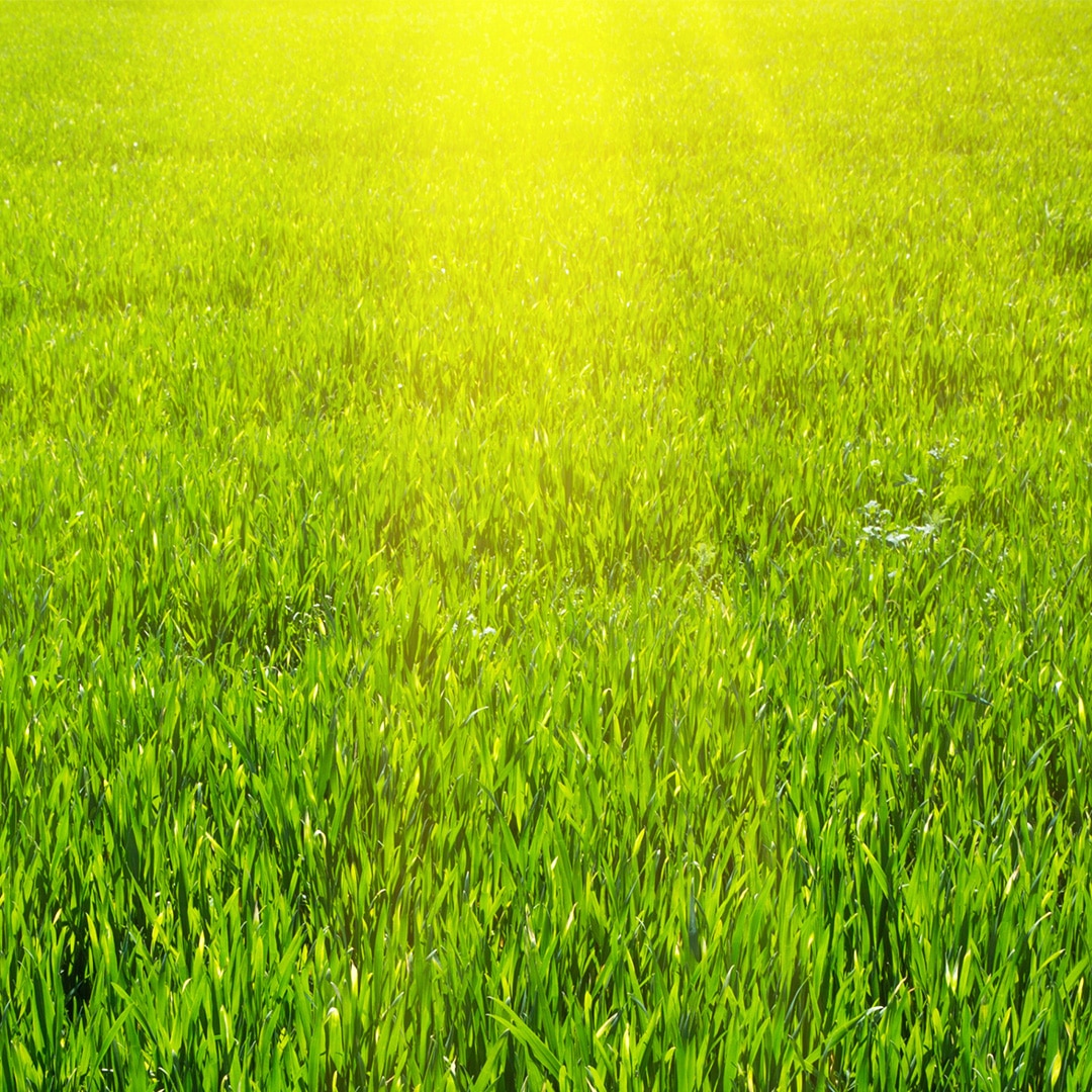 Five Tips for Getting Green Grass
