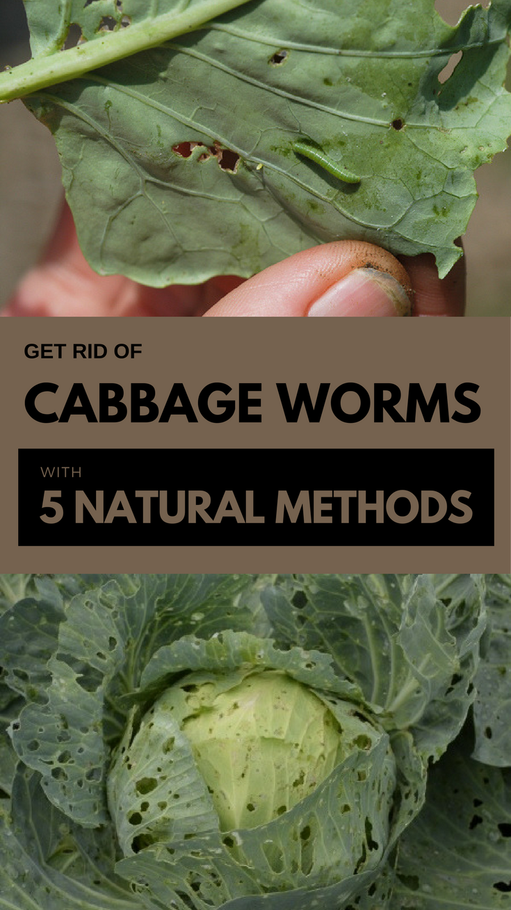 Get Rid of Cabbage Worms With 5 Natural Methods ...