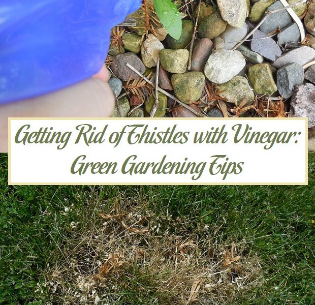 Getting Rid of Thistles with Vinegar: Green Gardening Tips