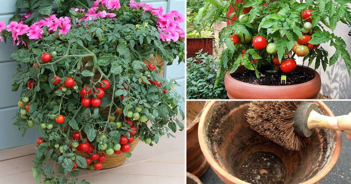 Growing Tomatoes In Pots? Note 13 Tomato Growing Tips For ...