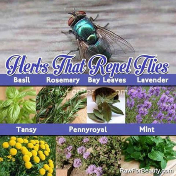 Herbs that Repel Flies