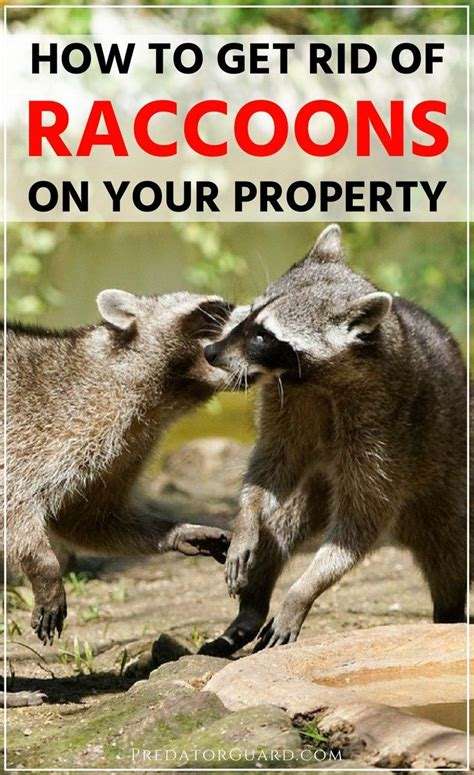 Home remedies For getting rid of raccoons â trust our ...