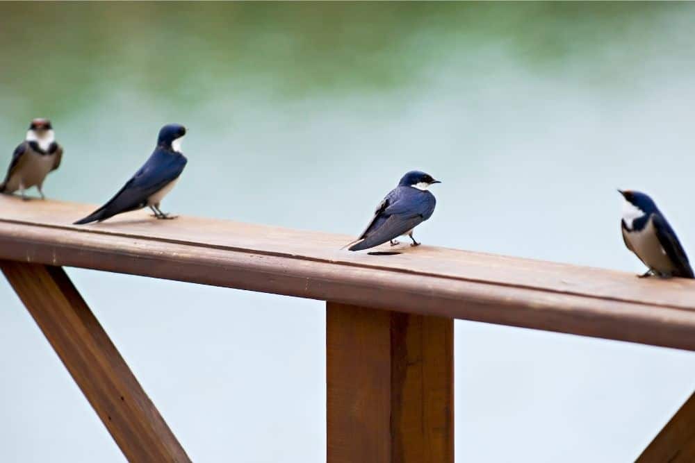 How Do I Get Rid of Birds on My Porch?  Backyard Certified