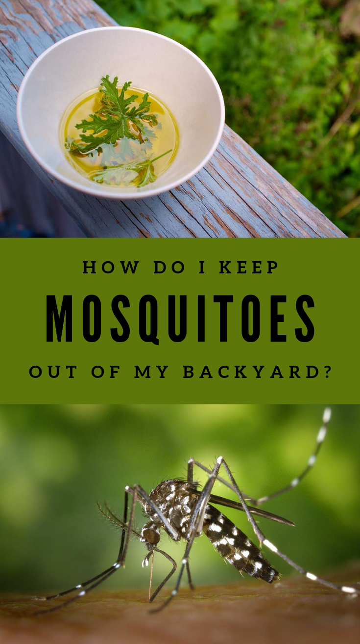 How Do I Keep Mosquitoes Out Of My Backyard?