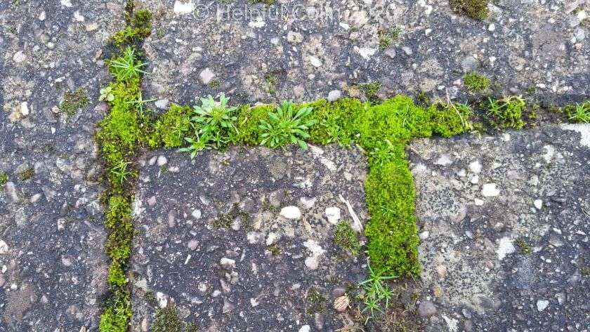 How Do You Get Rid Of Moss Between Patio Bricks