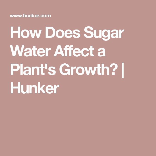 How Does Sugar Water Affect a Plant
