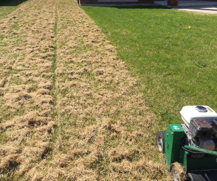 How Often Should You Dethatch A Lawn / How Often Should You Dethatch ...