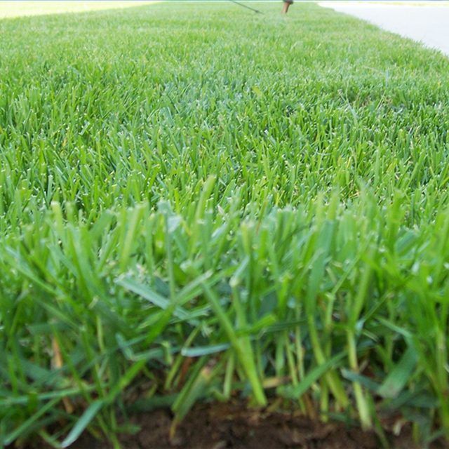 How Often Should You Dethatch A Lawn : Why, When and How to Dethatch ...