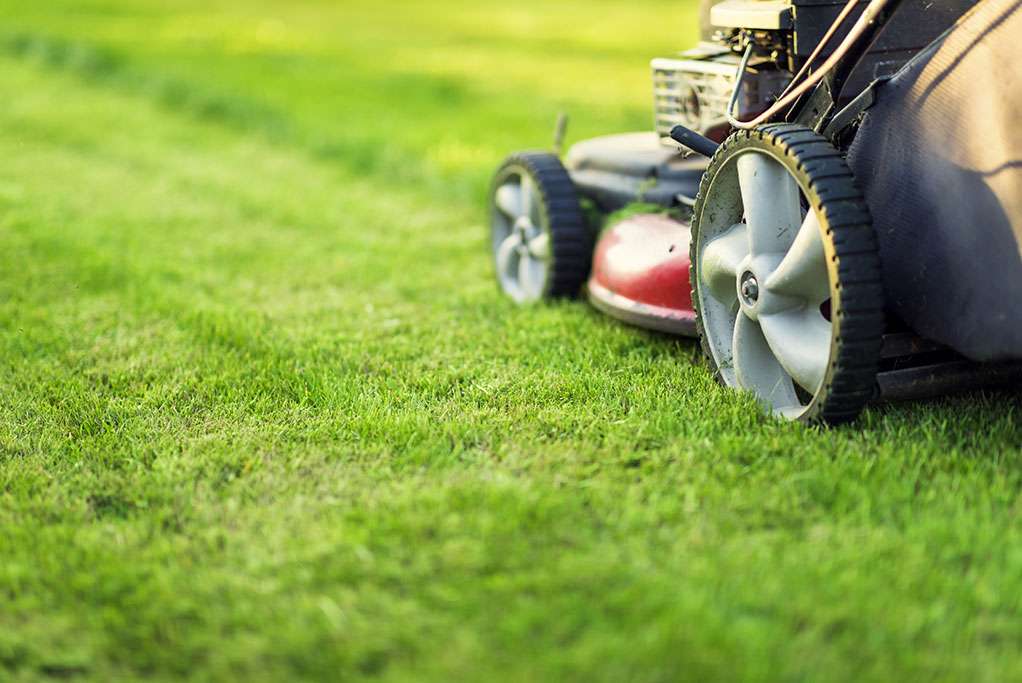 How Often Should You Mow Your Lawn? Spring, Summer, &  Fall Pro Tips