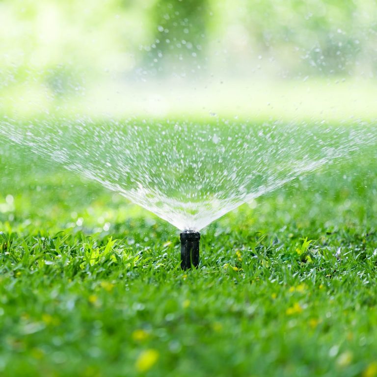 How Often Should You Water Your Lawn in the Summer?
