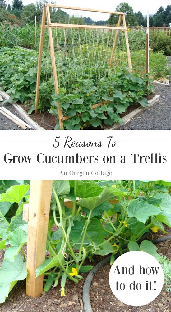 how tall should my climbing pole be for cucumbers