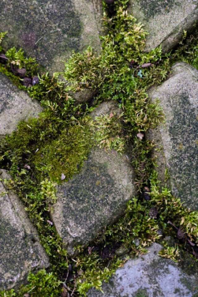How to Clean Moss From a Brick Patio With Bleach