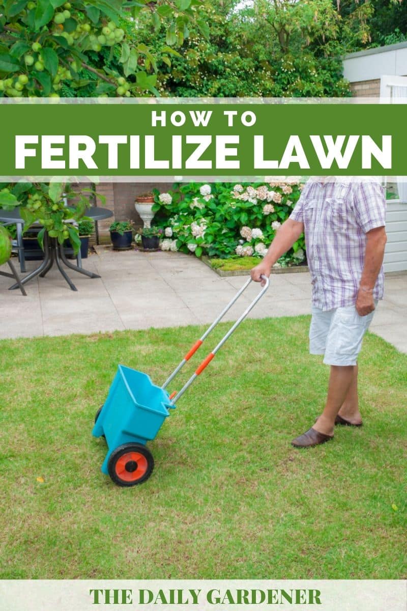How to Fertilize Your Lawn Correctly? The Unlimited Guide