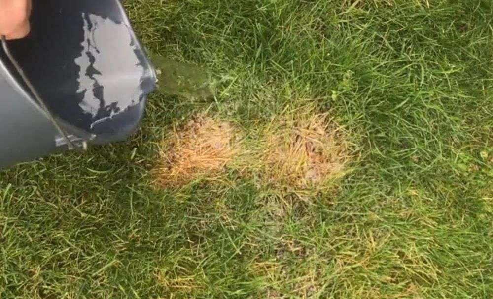 How To Fix Burnt Grass &  Dog Urine Spots With This Easy Solution ...