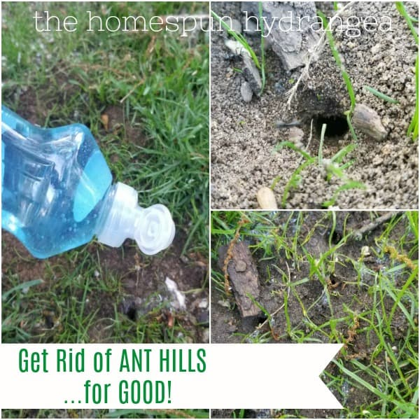 How to Get Rid of Ant Hills in Your Yard and Garden
