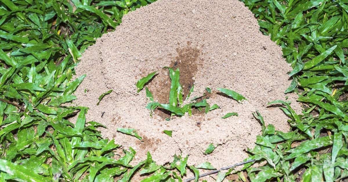 How To Get Rid Of Ant Hills Naturally