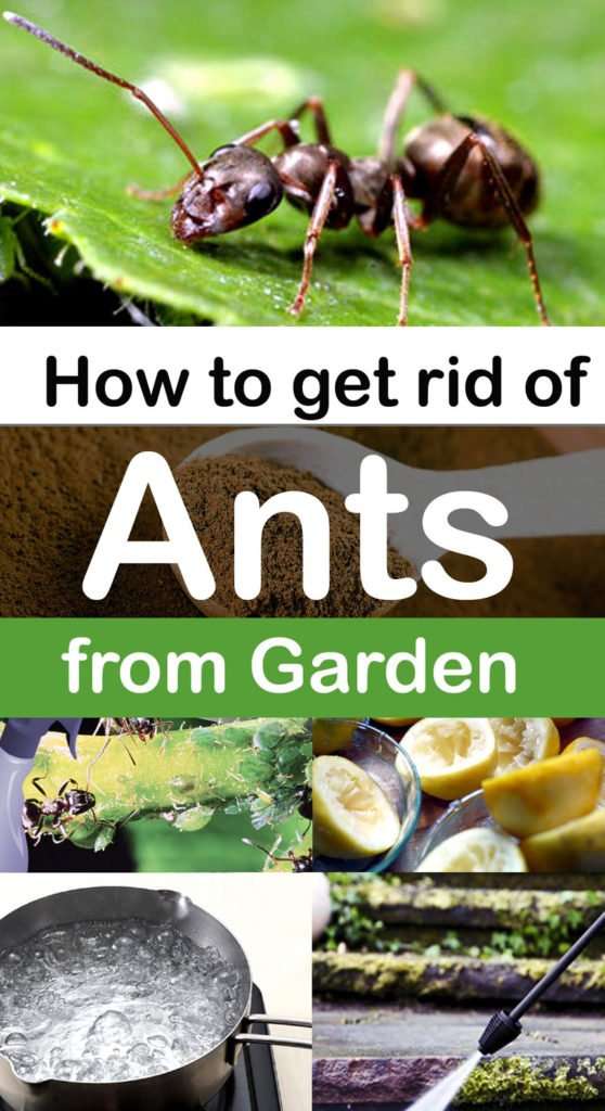 How to get rid of Ants in your Garden