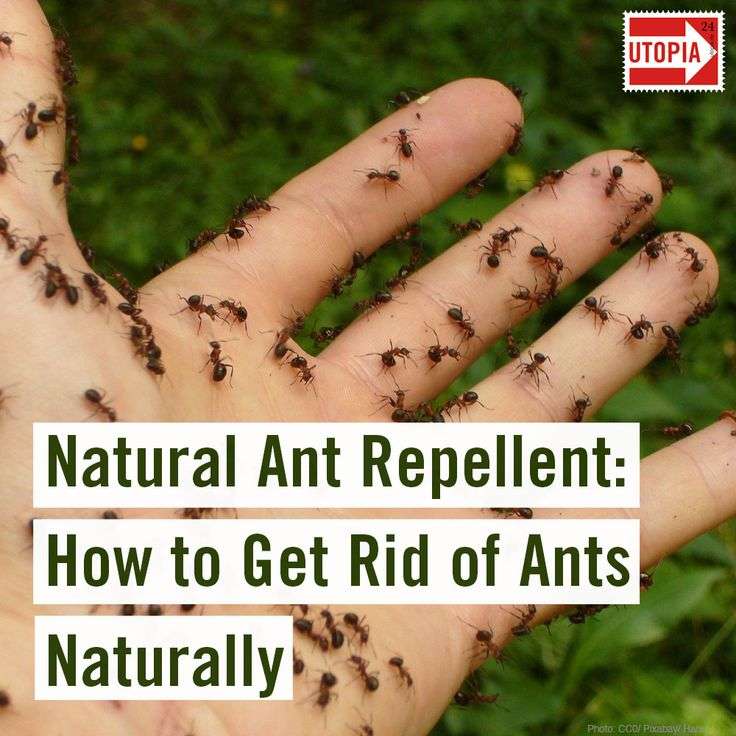How To Get Rid Of Ants On Outdoor Patio