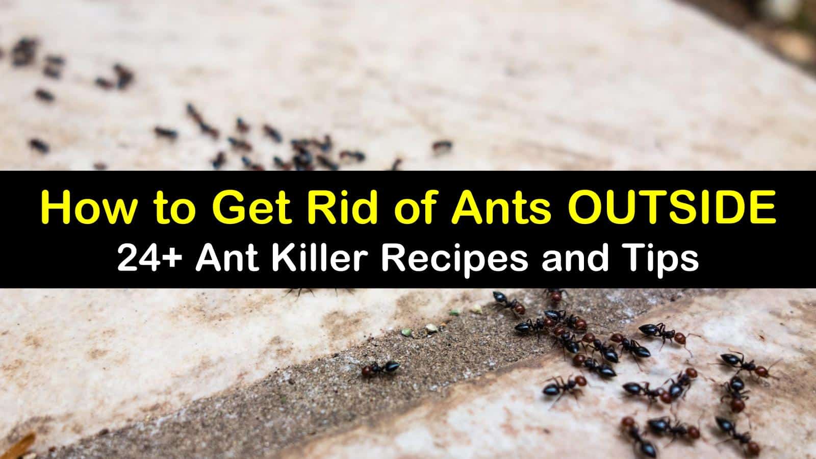 How to Get Rid of Ants Outside