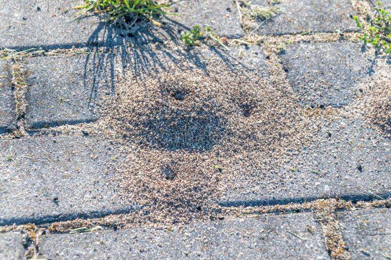 How to Get Rid of Ants Under Your Brick Patio